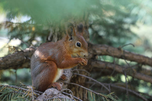 esquilo em uma árvore - squirrel softness wildlife horizontal - fotografias e filmes do acervo