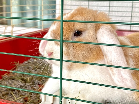 Domestic decorative gray fluffy rabbit sitting inside its cage with feeding bowl, wooden stick and sphere with hay