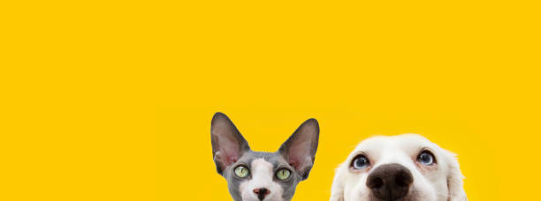 banner nascondere divertente sorpreso animali domestici cane e gatto. isolato su sfondo giallo. - puppy isolated animal cute foto e immagini stock