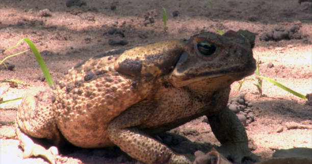 cana toad, maior sapo/venenoso do mundo, brasil: o rio dos mortos, rio do xingu, pantanal, mato grosso, floresta amazônica, rio amazonas, norte do brasil, brasil - cane toad toad wildlife nature - fotografias e filmes do acervo