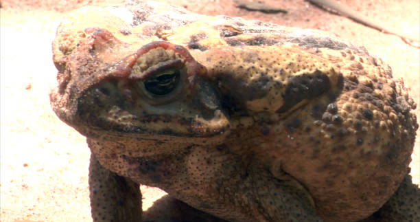 cane toad, крупнейшая в мире жаба/ядовитая, бразилия: река мертвых, река сингу, пантанал, мату-гросу, тропический лес амазонки, река амазонка, сев� - cane toad toad wildlife nature стоковые фото и изображения