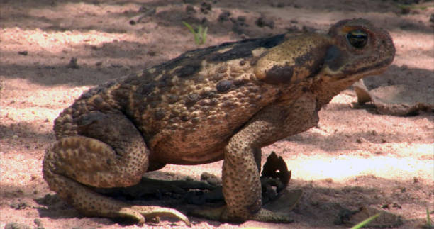 cane toad, крупнейшая в мире жаба/ядовитая, бразилия: река мертвых, река сингу, пантанал, мату-гросу, тропический лес амазонки, река амазонка, сев� - cane toad toad wildlife nature стоковые фото и изображения