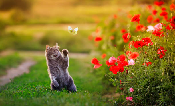 istock charming cat catches a flying butterfly with its paw 1309134106