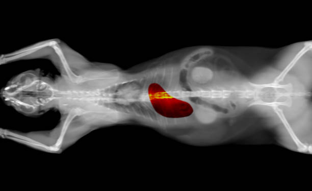 radiografía de tomografía computarizada de un estómago de gato - cat scan abdomen medical scan x ray fotografías e imágenes de stock