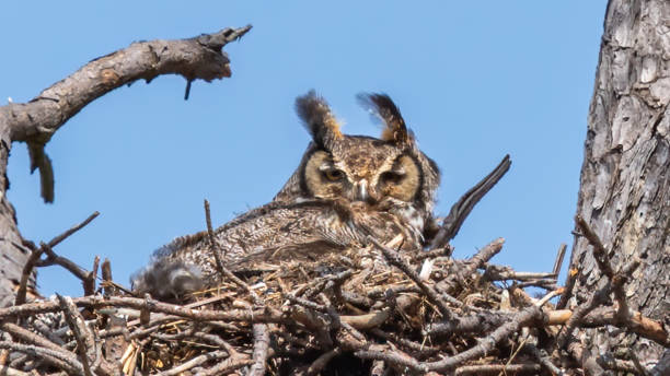 istock Great Horned Owl in the nest 1309135316