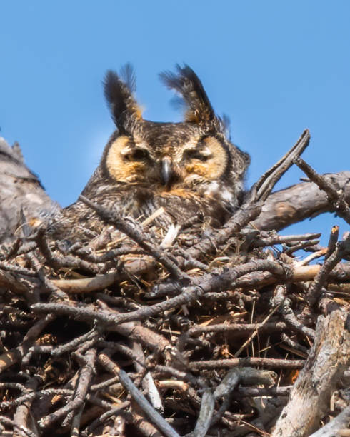 istock Great Horned Owl in the nest 1309135317