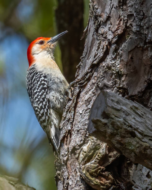 istock Red Bellied Woodpecker 1309135386