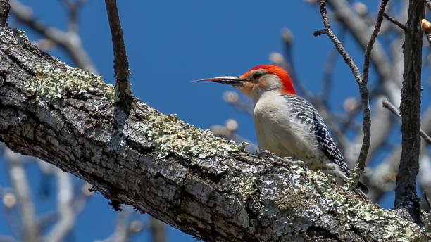istock Red Bellied Woodpecker 1309135387