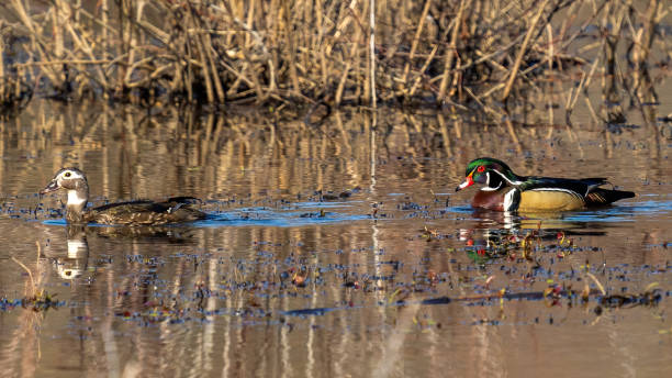 istock Wood Duck at Huntley Meadows Park in Virginia 1309135901