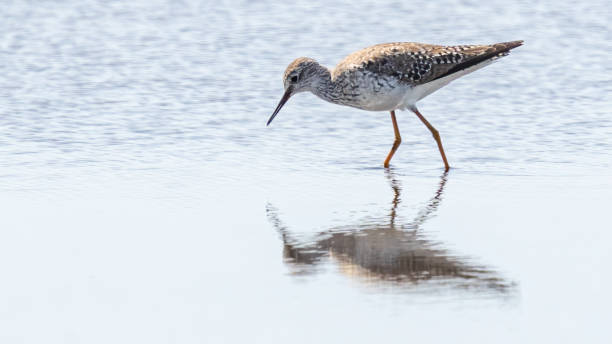 istock Greater Yellow legs wading bird 1309135935