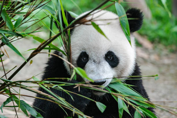 istock Giant panda bear eating bamboo 1309137273