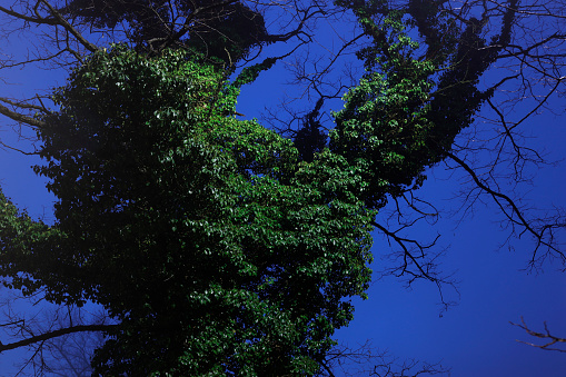 Tree with green vines on a blue sky