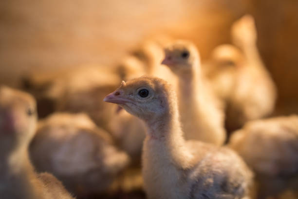 dindes jaunes dans une boîte avec une ampoule lumineuse - poultry farm chicken baby chicken photos et images de collection