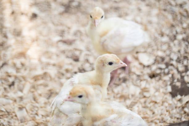 밝은 전구가있는 상자에 노란색 칠면조 - young bird baby chicken poultry chicken 뉴스 사진 이미지