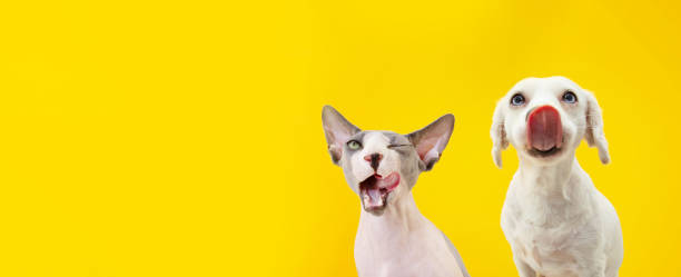 bannière deux animaux affamés drôles, chien et chat de sphynx léchant ses lèvres. isolé sur le backgorund jaune. - dog eating pets licking photos et images de collection