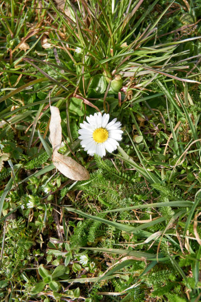 close up of daisy flowers with leaves and grass a close up of daisy flowers with leaves and grass eyebright stock pictures, royalty-free photos & images
