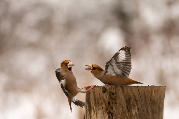 istock Hawfinch Coccothraustes coccothraustes. Two birds are fighting on a feeder in the forest 1309139501