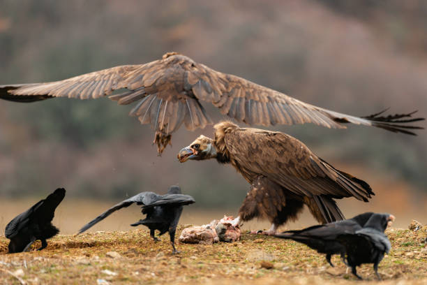 istock Two Cinereous vulture Aegypius monachus in wild 1309139529