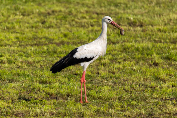 istock Stork walking on a meadow with mouse in the beak 1309140502