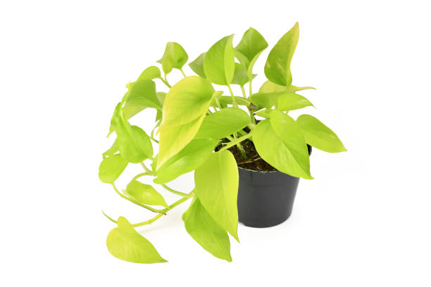 istock Tropical 'Epipremnum Aureum Neon' houseplant 1309140581