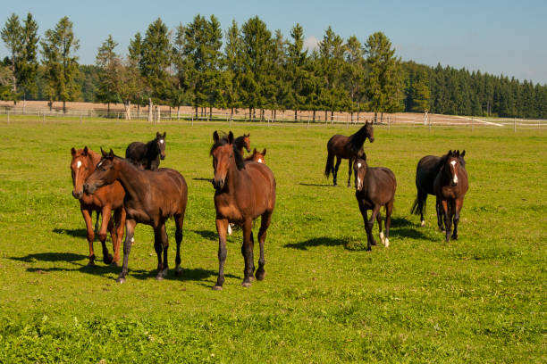 istock Racing group of horses on the paddock 1309140615