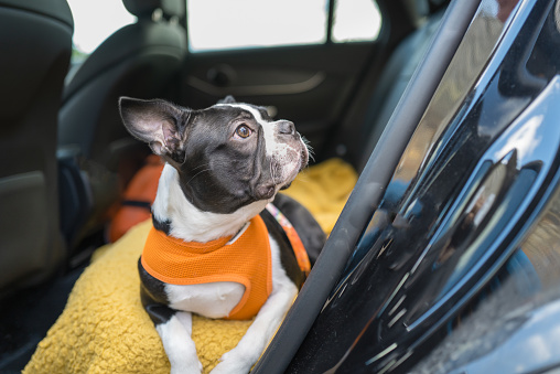 Boston Terrier puppy lying on a blanket on the back seat of a car. She is wearing an orange harness.