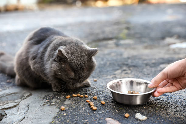 노숙자 회색 고양이를 야외에서 먹이는 여성, 클로즈업. 버려진 동물 - stray cat 뉴스 사진 이미지