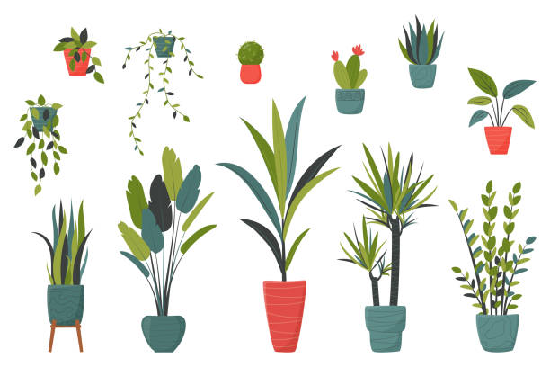 set von isolierten hauspflanzen in töpfen für die einrichtung ihres wohnzimmers oder büro - pflanze stock-grafiken, -clipart, -cartoons und -symbole