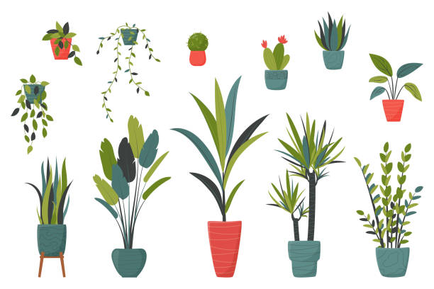 ilustraciones, imágenes clip art, dibujos animados e iconos de stock de conjunto de plantas domésticas aisladas en macetas para decorar su sala de estar u oficina - matera