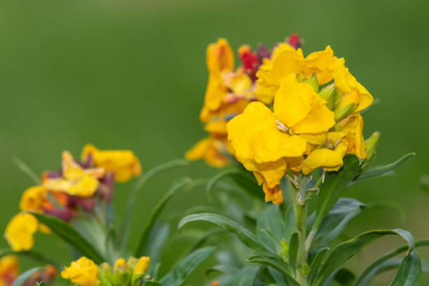 Wallflower (erysimum cheiri) Close up of a yellow wallflower (erysimum cheiri) in bloom cheiranthus cheiri stock pictures, royalty-free photos & images