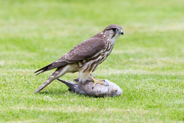 A Peregrine Falcon takes an in flight look at small bird in it's talons. (Wild bird not baited).\n\nA Peregrine Falcon in flight. (Wild bird not baited).\nMore Falcons:\n[url=file_closeup.php?id=7514232][img]file_thumbview_approve.php?size=1&id=7514232[/img][/url] [url=file_closeup.php?id=7513621][img]file_thumbview_approve.php?size=1&id=7513621[/img][/url] [url=file_closeup.php?id=7513401][img]file_thumbview_approve.php?size=1&id=7513401[/img][/url] [url=file_closeup.php?id=7513352][img]file_thumbview_approve.php?size=1&id=7513352[/img][/url] [url=file_closeup.php?id=25706469][img]file_thumbview_approve.php?size=1&id=25706469[/img][/url]