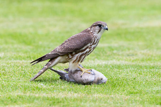 Female Merlin on prey stock photo