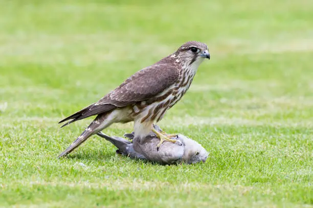 Female Merlin with Collared Dove prey
