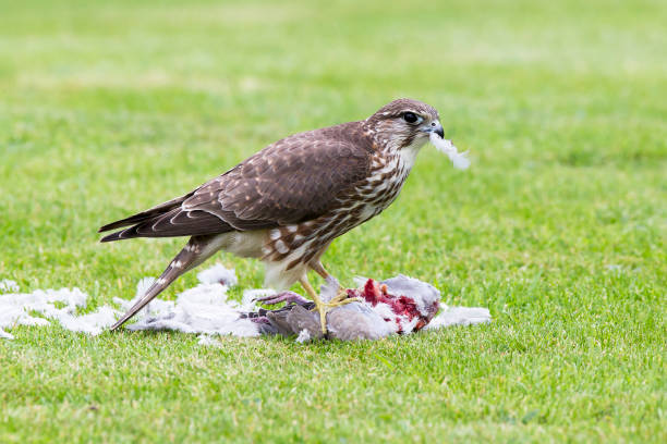 istock Female Merlin on prey 1309143886