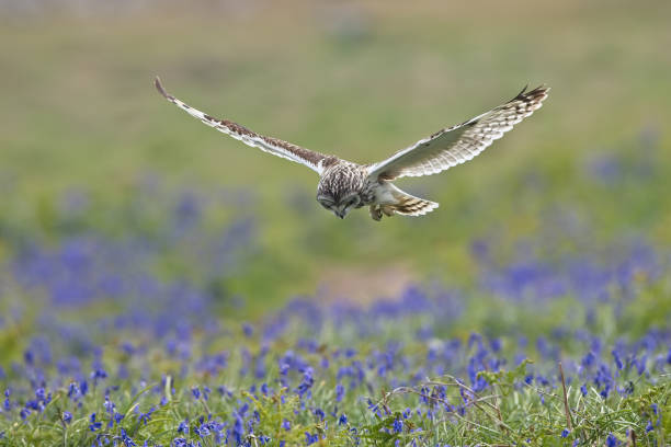 istock Short Eared Owl over habitat 1309143994