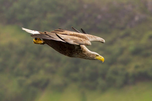 ホワイトテールドシーイーグル - white tailed eagle sea eagle eagle sea ストックフォトと画像