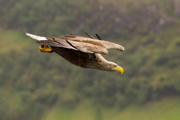 흰 꼬리 바다 독수리 - white tailed eagle sea eagle eagle sea 뉴스 사진 이미지