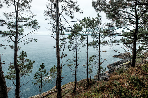 Pine trees on the coast of the Ría de Betanzos.. Galicia.