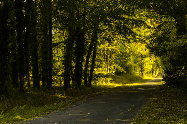 istock dark summer forest road through the forest with golden light at the end 1309146251