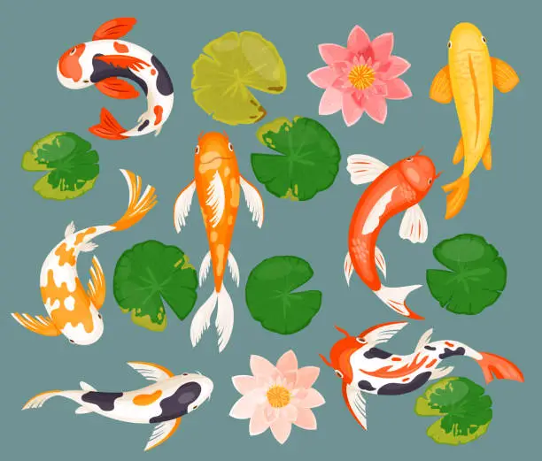 Vector illustration of Koi carp fishes set, asian prosperity fortune lucky symbol and pink lotus, green leaf