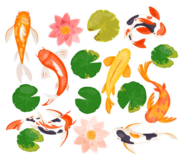 Koi carp fishes set, swimming colorful goldfish, pink blossom of lotus lily flower, leaf Koi carp fishes vector illustration set. Cartoon swimming colorful goldfish, pink blossom of lotus lily flower, tropical green leaf, animals and nature plants of natural asian pond isolated on white pond illustrations stock illustrations