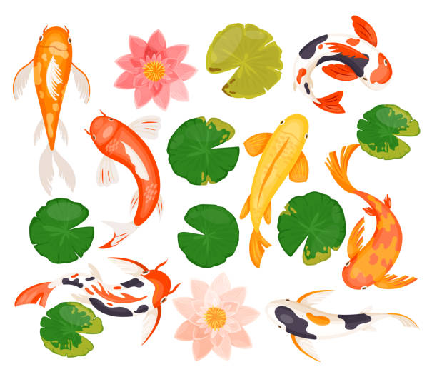 Koi carp fishes set, swimming colorful goldfish, pink blossom of lotus lily flower, leaf Koi carp fishes vector illustration set. Cartoon swimming colorful goldfish, pink blossom of lotus lily flower, tropical green leaf, animals and nature plants of natural asian pond isolated on white koi fish and flowers in a pond stock illustrations