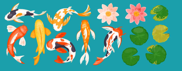 ilustrações de stock, clip art, desenhos animados e ícones de koi carp asian fishes, top view of colorful goldfishes, pink lotus flowers and leaves - water lily pink yellow