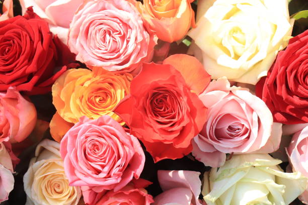 istock Colorful wedding roses 1309150978