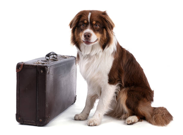 istock Young Austalian sheepdog with suitcase 1309152121
