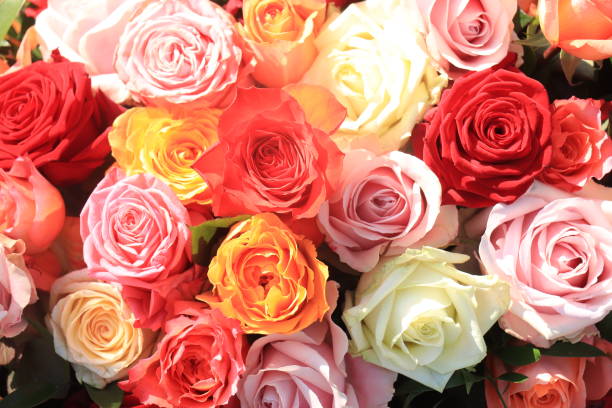 istock Colorful wedding roses 1309153219