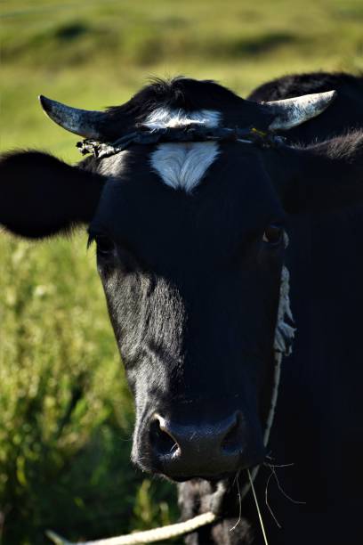 istock Close up of black cow 1309154041