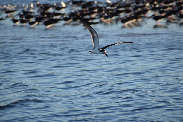 istock Black skimmer flying over colony 1309154141