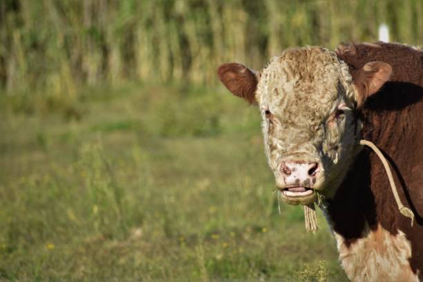istock Hereford bull staring at cammera 1309154263