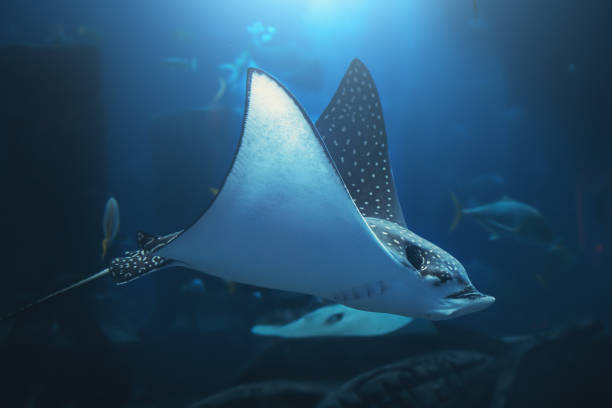 Underwater nature and life, living organisms in a fish tank. Indoors shooting